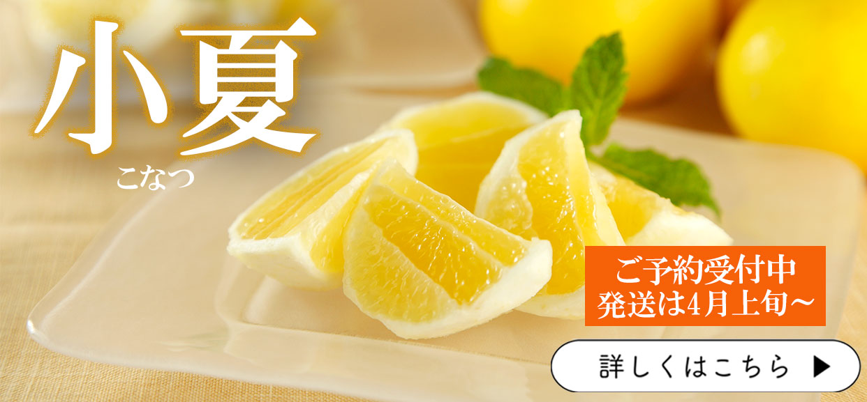 小夏　こなつ　日向夏　ニューサマーオレンジ