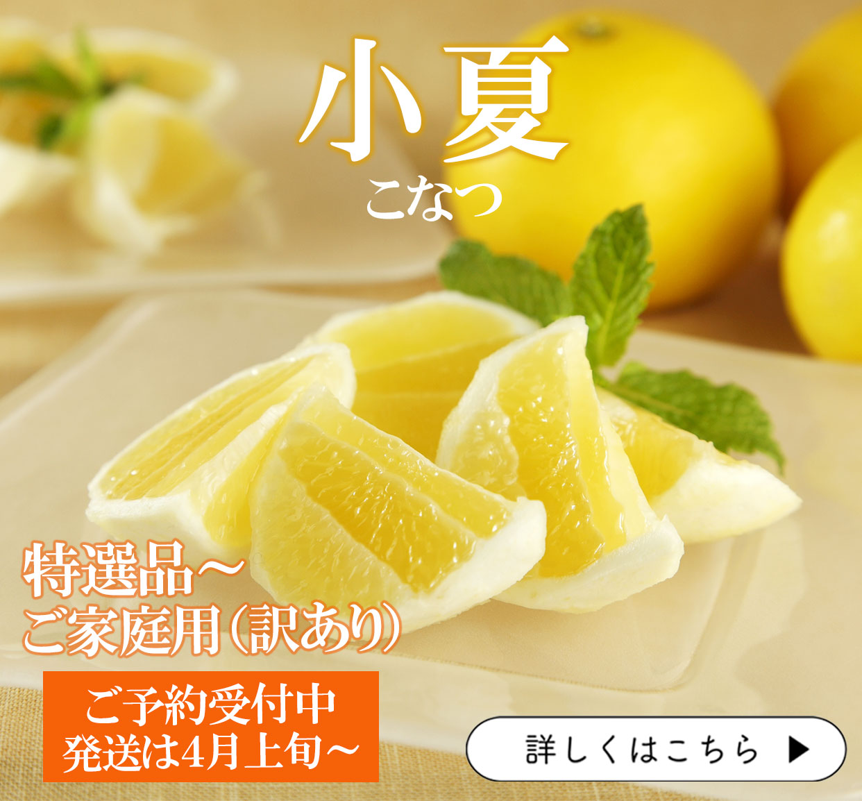 小夏　こなつ　日向夏　ニューサマーオレンジ