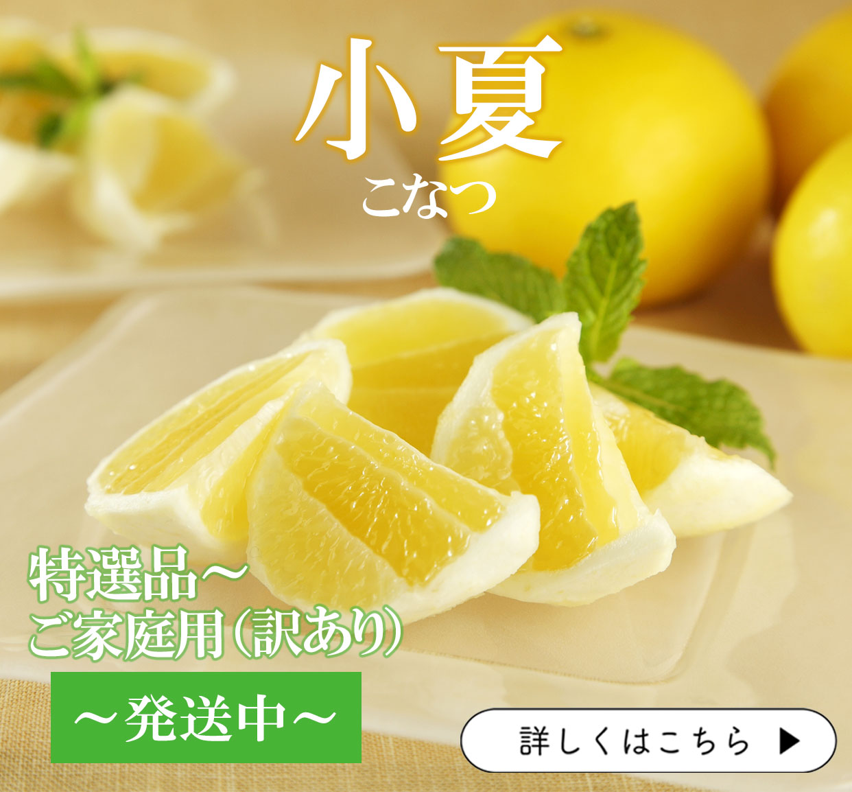 小夏　こなつ　日向夏　ニューサマーオレンジ