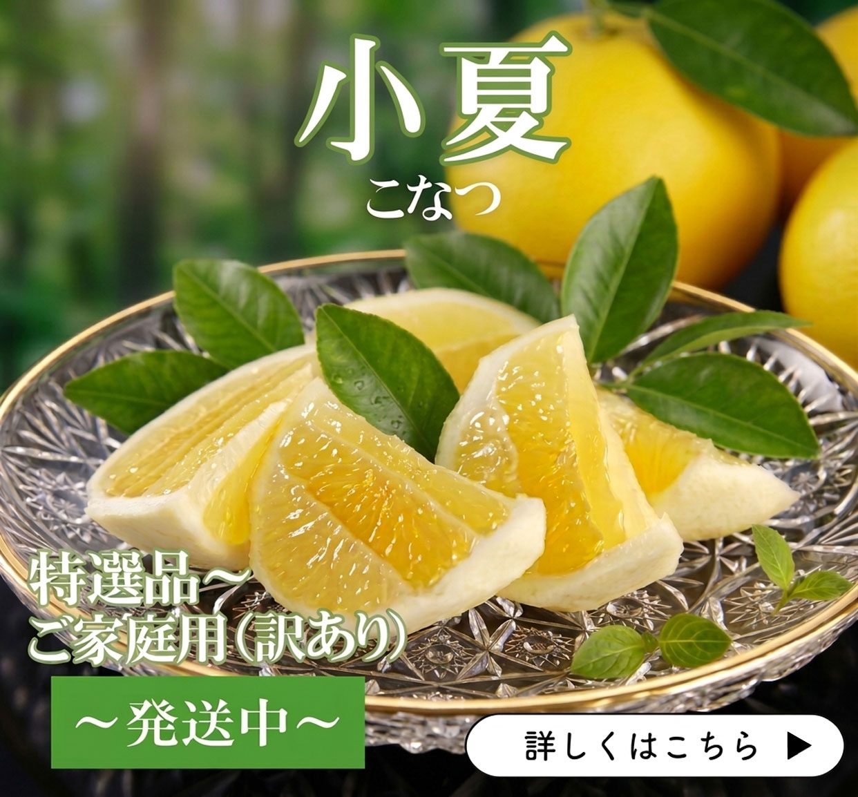 小夏　こなつ　日向夏　ニューサマーオレンジ