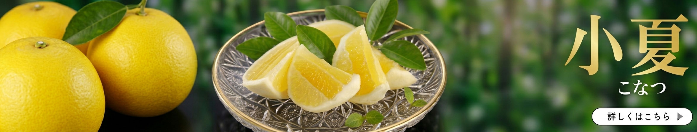 小夏　こなつ　日向夏　ニューサマーオレンジ