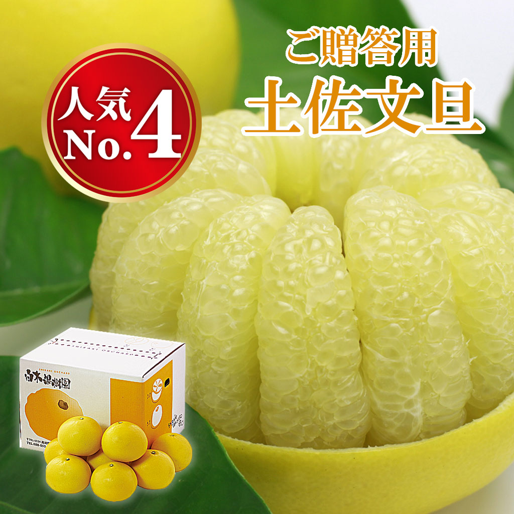 土佐文旦 贈答用 秀品 大玉