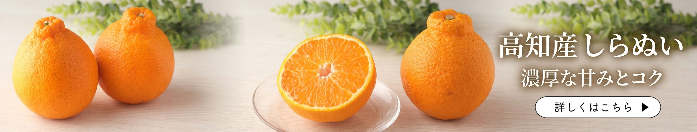 しらぬい　不知火　でこぽん　デコポン