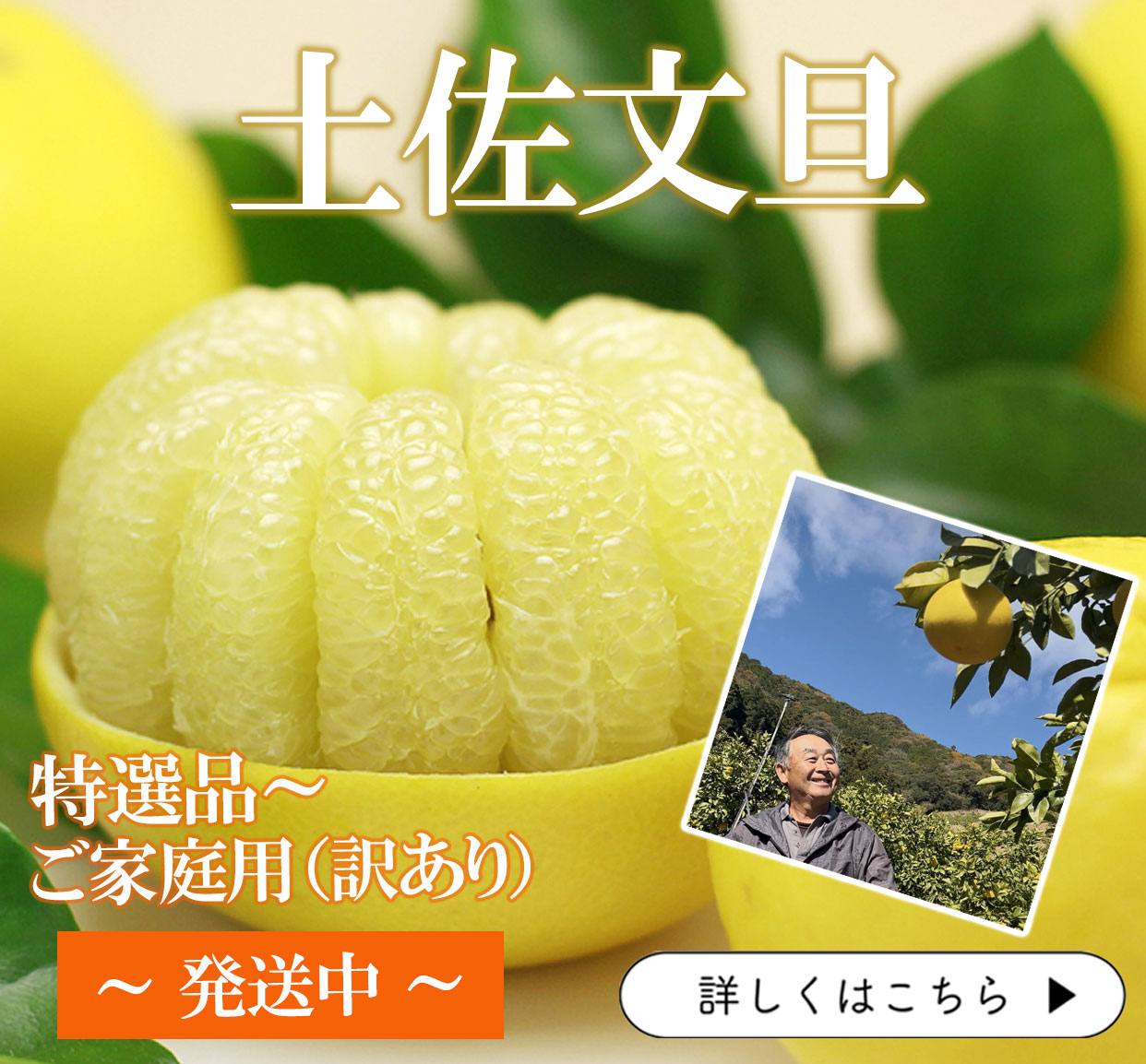 土佐文旦　ぶんたん　分担