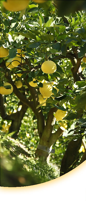 白木果樹園だけの「四季の文旦」土佐文旦（露地）、夏ぶんたん、水晶ブンタン、温室土佐文旦