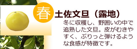 白木果樹園の土佐文旦