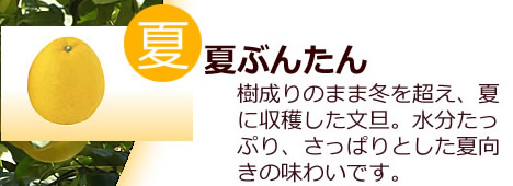 白木果樹園の夏ぶんたん
