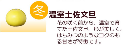 白木果樹園の温室土佐文旦