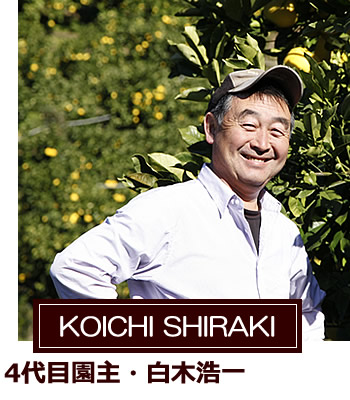 樹齢100年以上の小夏の樹