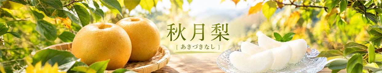 秋月梨　梨　高知県産