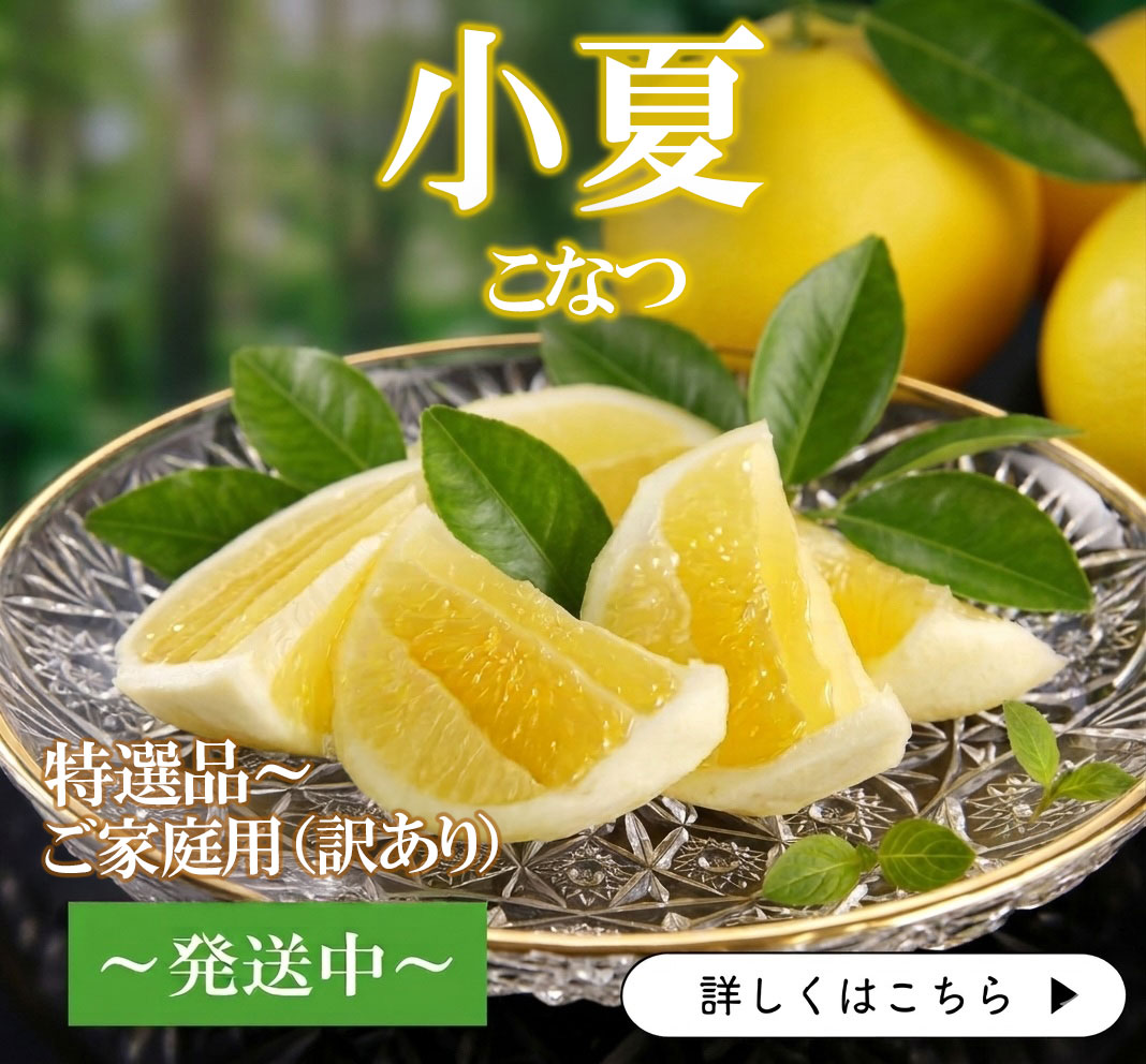 小夏　こなつ　日向夏　ニューサマーオレンジ