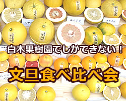 白木果樹園でしかできない、文旦の食べ比べ会の様子をご紹介します！