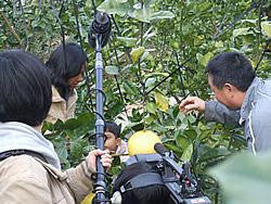 晩白柚のTV取材