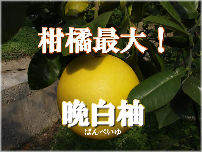 最大の柑橘晩白柚