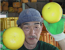 長谷川氏と晩白柚