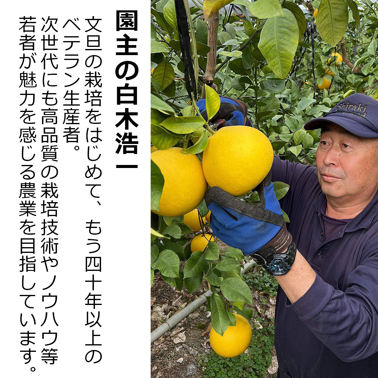 土佐文旦を収穫する園主