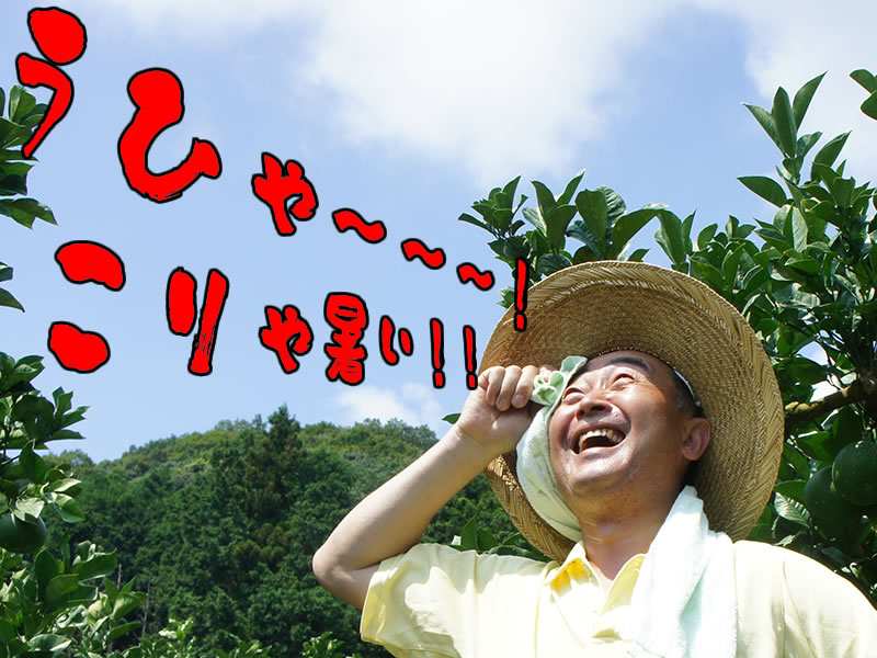 たまるか！こじゃんと暑い！