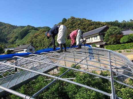 ハウスのビニール貼り