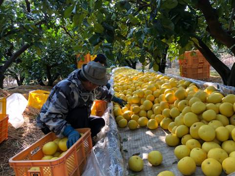 土佐文旦の野囲い