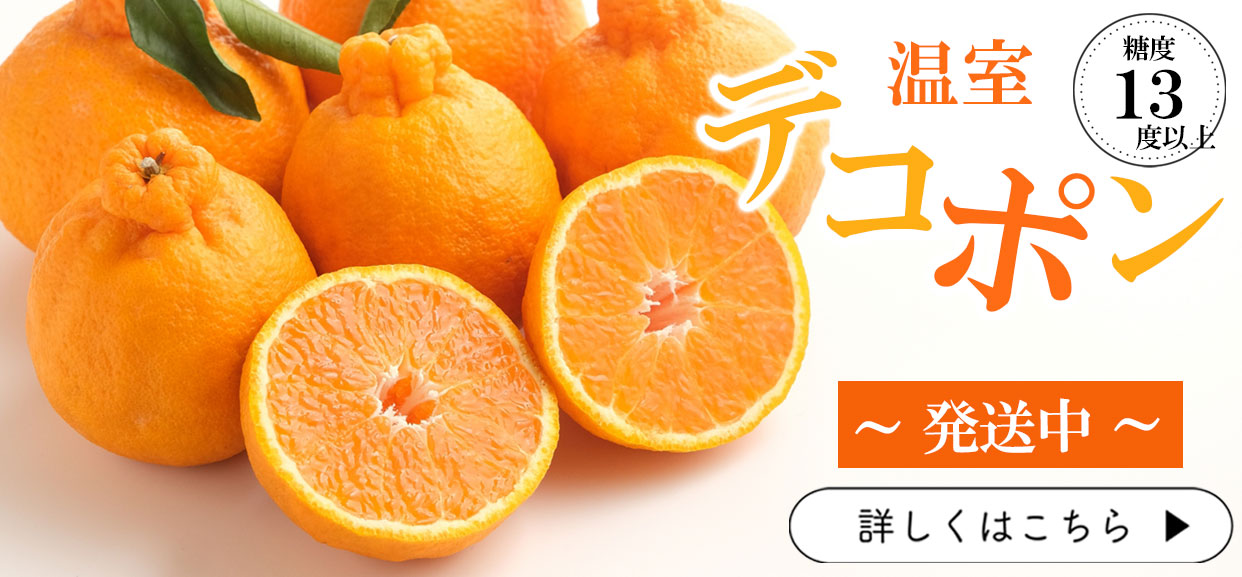 デコポン　でこぽん　しらぬい　不知火　糖度　13度以上