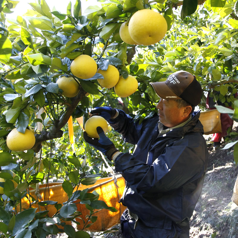 ぶんたんの収穫をする園主