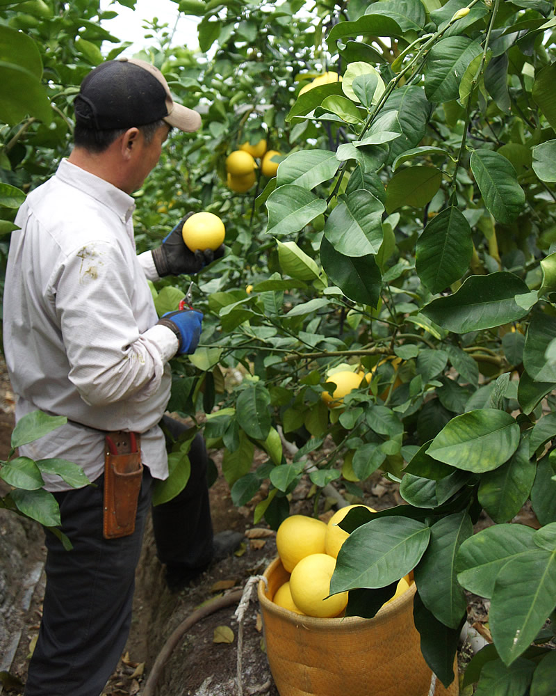 文旦づくりのプロの仕事