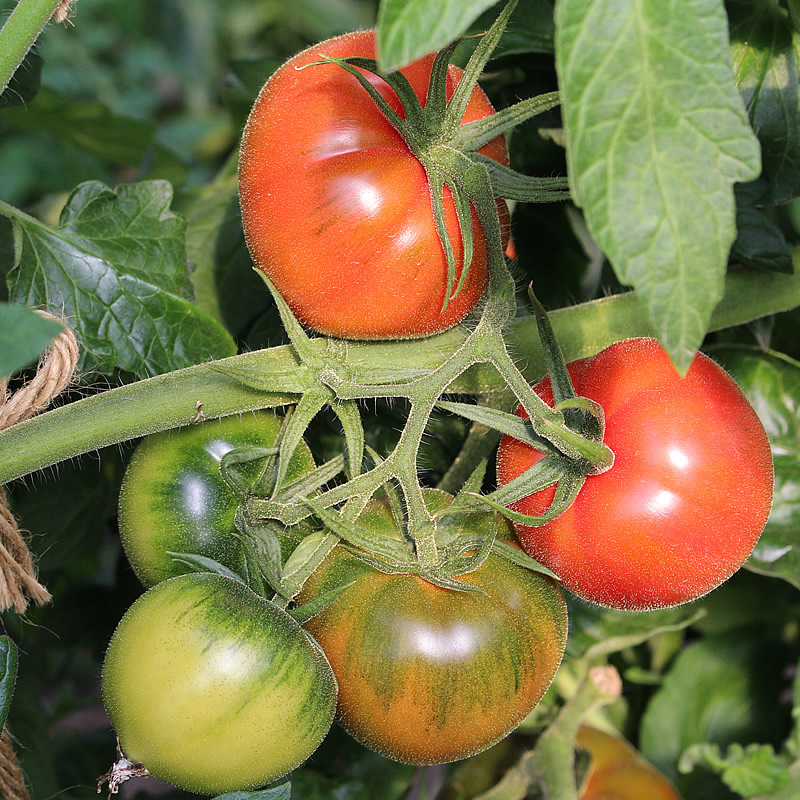 実っているトマト