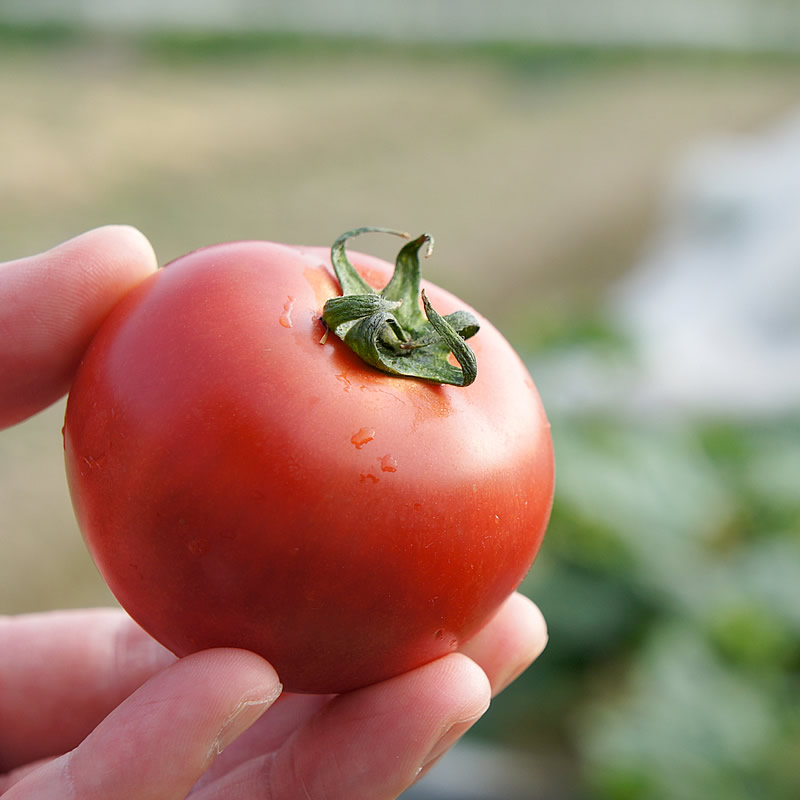 手に持ったみずみずしいトマト