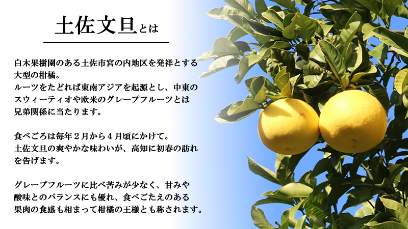 土佐文旦の説明