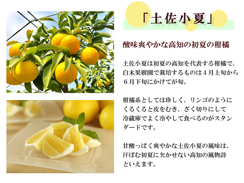 土佐小夏の説明