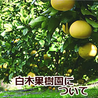 白木果樹園の特徴