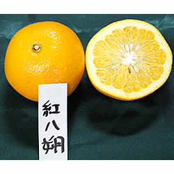 紅八朔