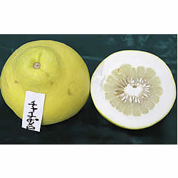 チャイナポメロ