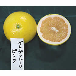 ｸﾞﾚｰﾌﾟフルーツピンク