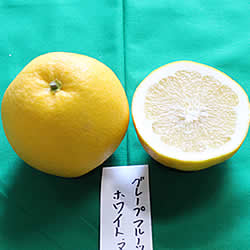 ｸﾞﾚｰﾌﾟフルーツホワイトマーシュ