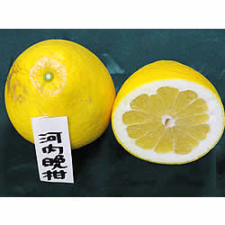 河内晩柑