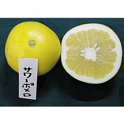 サワーポメロ（大橘）