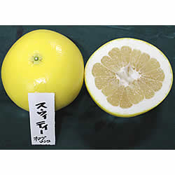 スウィーティー