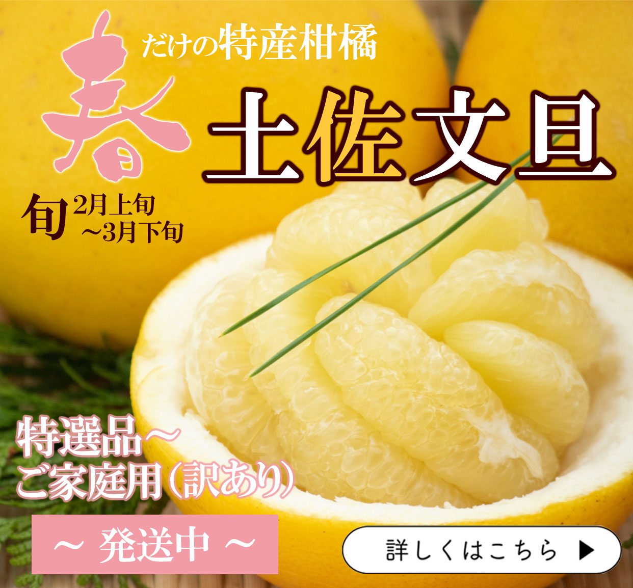 土佐文旦　ぶんたん　分担