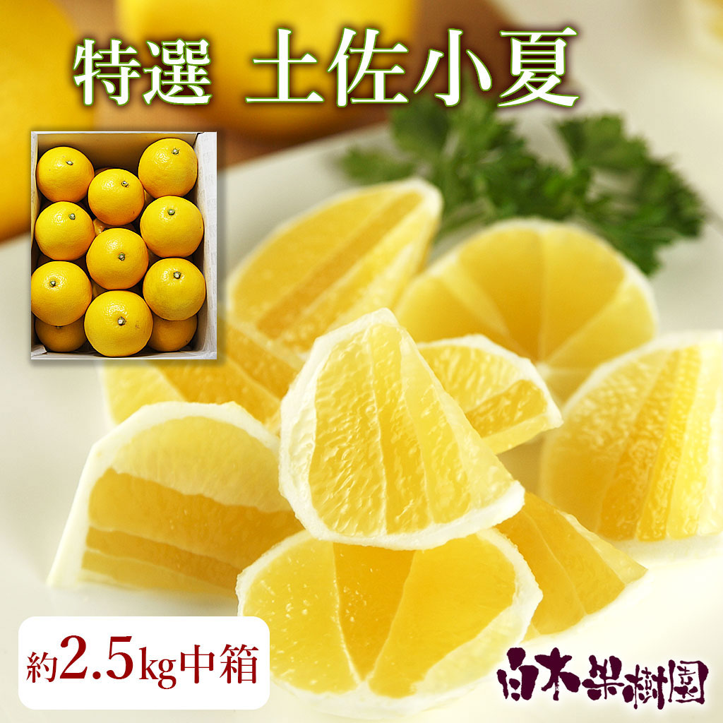 特選土佐小夏　中箱（S～Lサイズ）