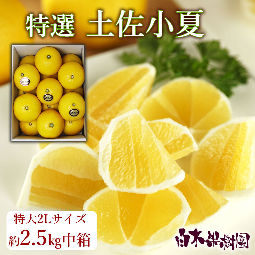 特選土佐小夏　約2.5kg（2Lサイズ）