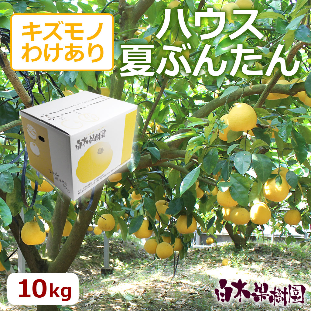 ハウス夏ぶんたん　ご家庭用約10kg