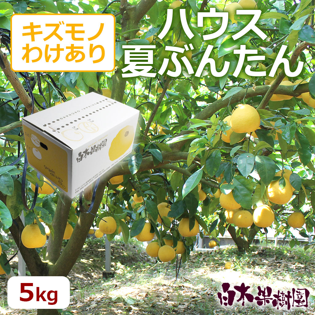 ハウス夏ぶんたん　ご家庭用約5g