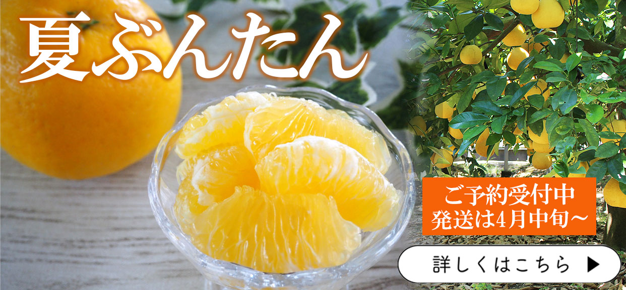 夏ぶんたん　河内晩柑　美生柑　宇和ゴールド
