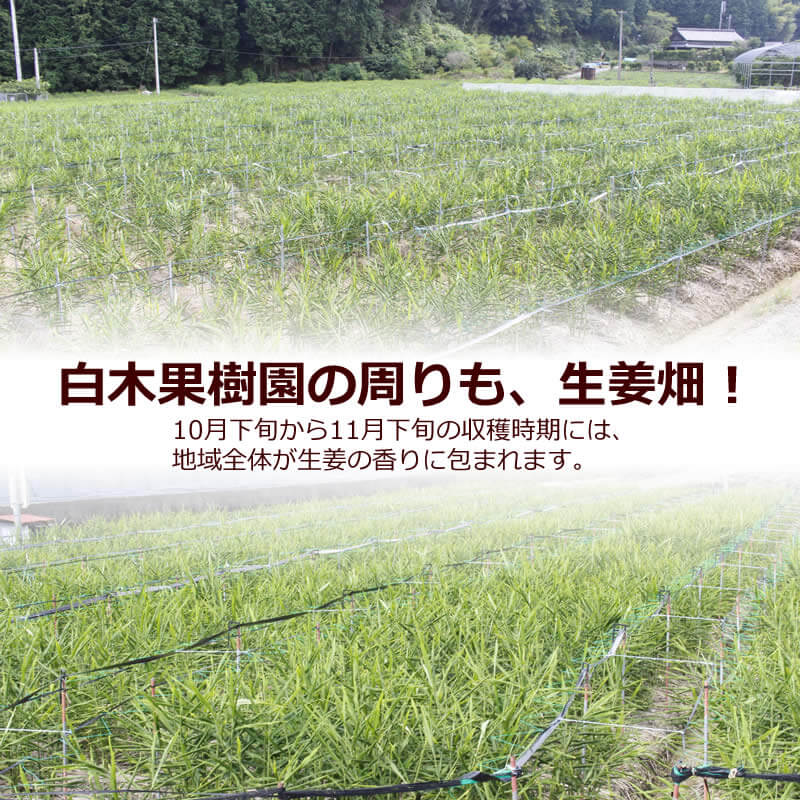 白木果樹園の周辺には、ショウガ畑がたくさんあります。