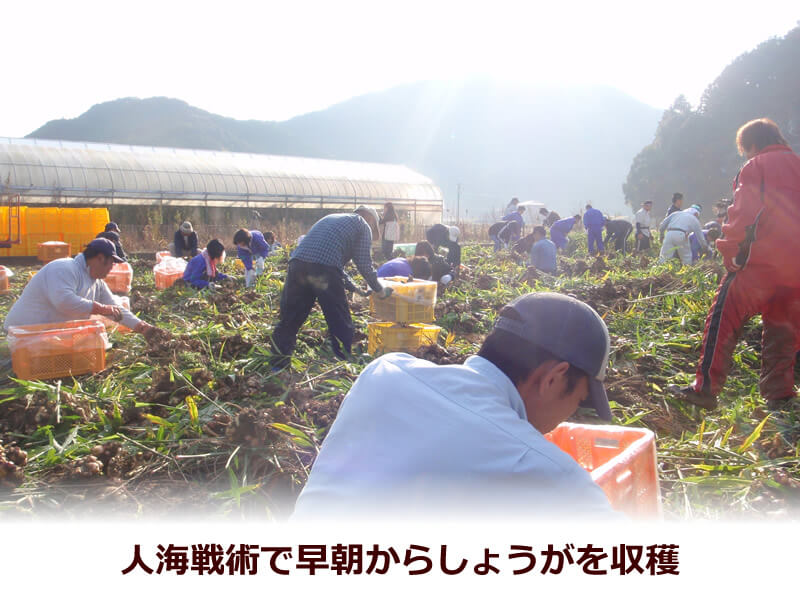 白木果樹園の生姜畑の収穫風景