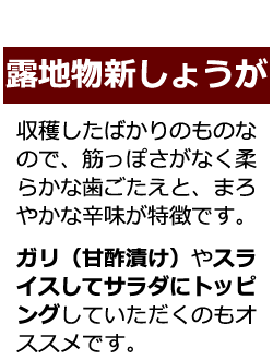 露地物新しょうがの説明