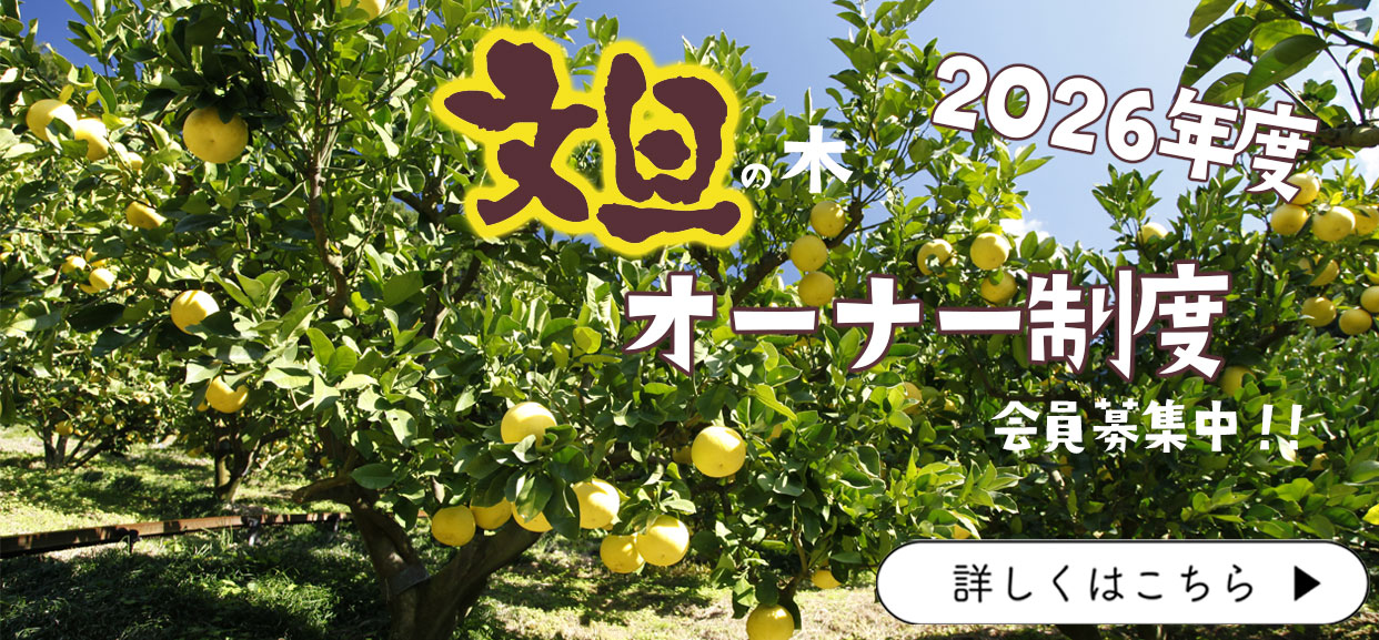 土佐文旦　樹　オーナー制度　2026年