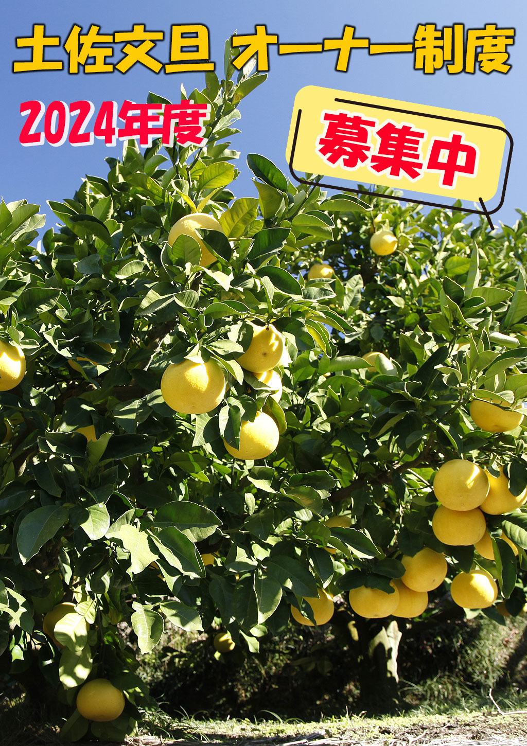 土佐文旦オーナー制度　文旦の木