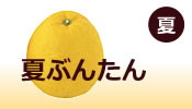 夏『夏ぶんたん」